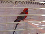 Rosey